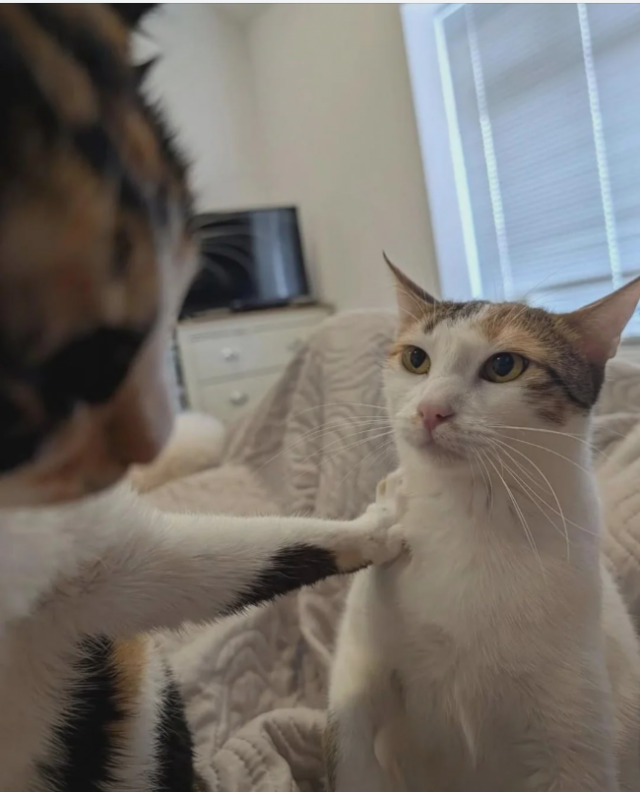 Photos And Memes With Cats (21 pics)
