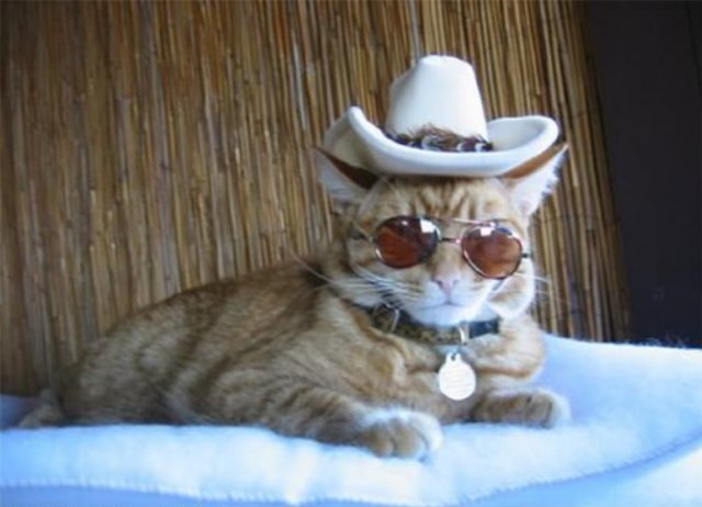 Photos And Memes With Cats (21 pics)