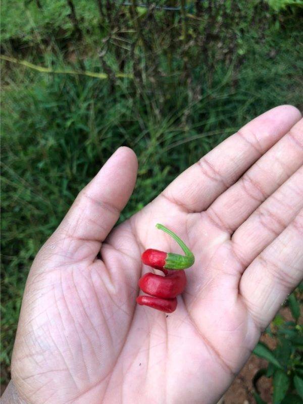 Interesting Finds (42 pics)