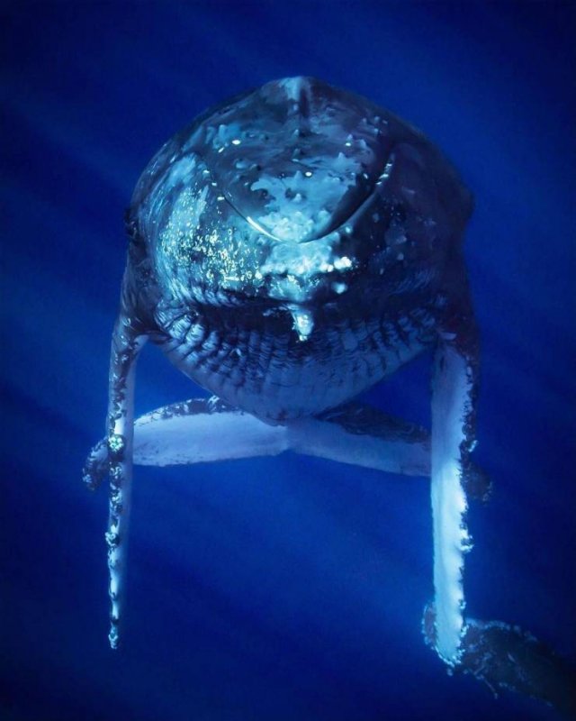 Interesting Finds And Discoveries (43 pics)