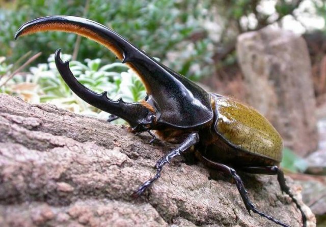 Interesting Finds And Discoveries (43 pics)