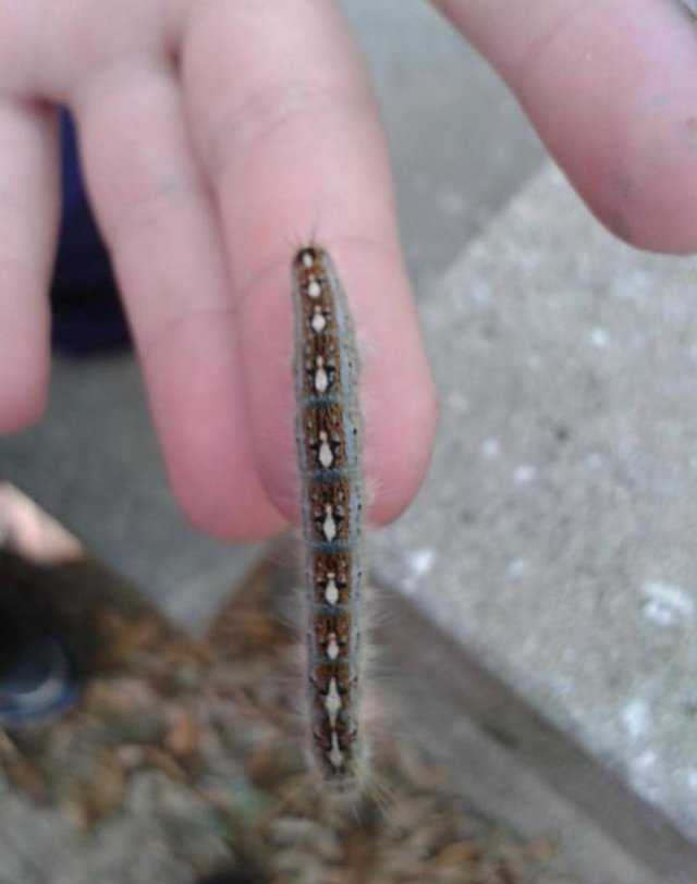 Interesting Finds And Discoveries (43 pics)