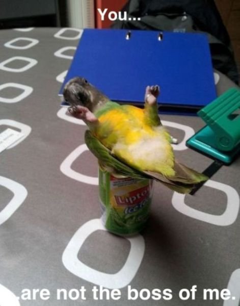 They Don't Care About The Rules (23 pics)