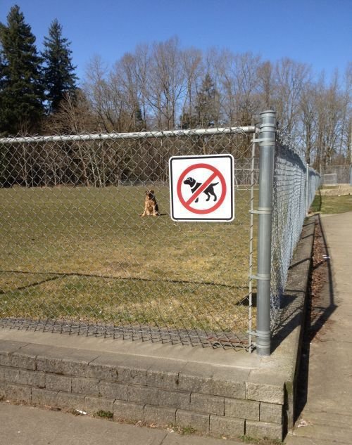 They Don't Care About The Rules (23 pics)