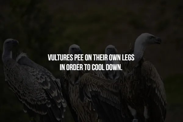 Crazy Facts (16 pics)