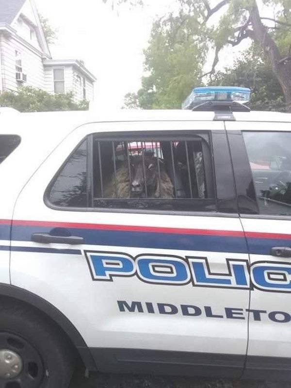 This Is America (43 pics)
