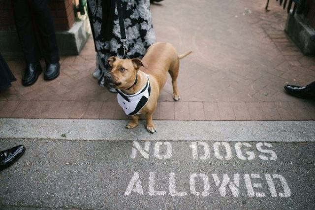 They Don't Care About The Rules (52 pics)