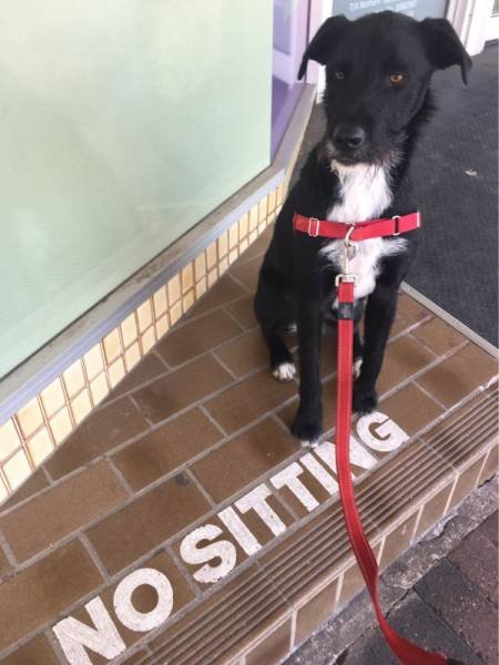 They Don't Care About The Rules (52 pics)