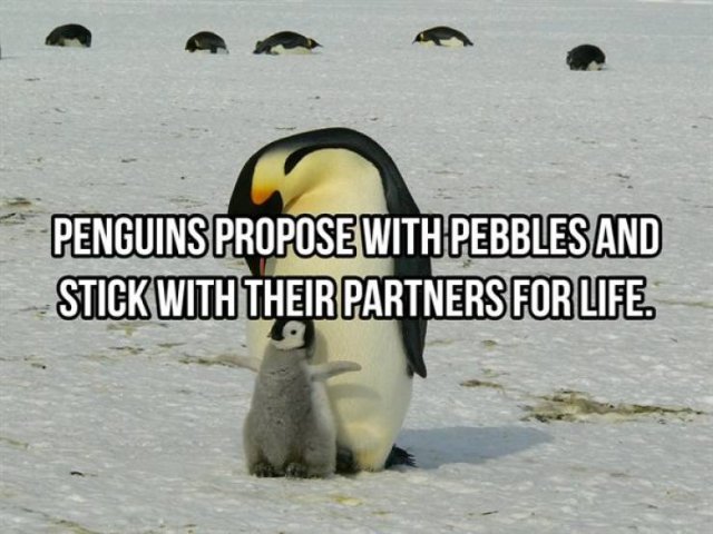Random Facts (25 pics)