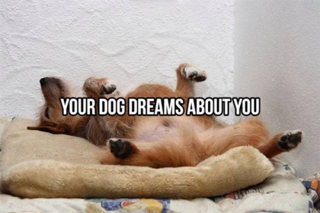 Random Facts (25 pics)