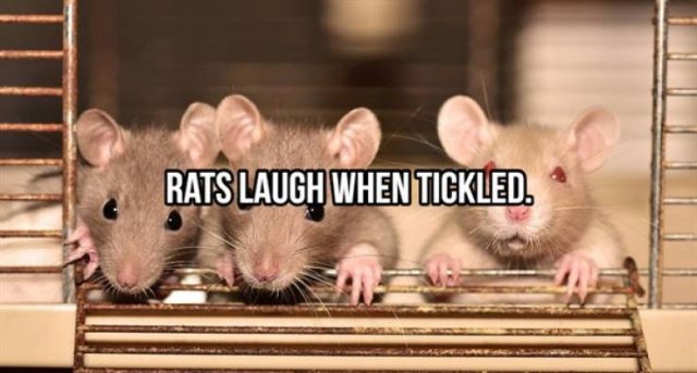 Random Facts (25 pics)