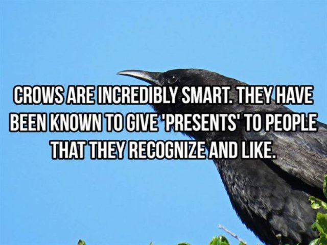 Random Facts (25 pics)
