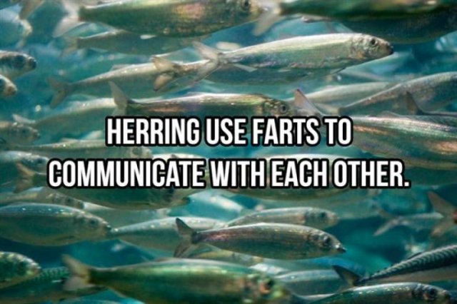 Random Facts (25 pics)