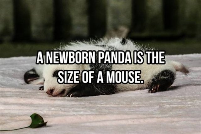 Random Facts (25 pics)