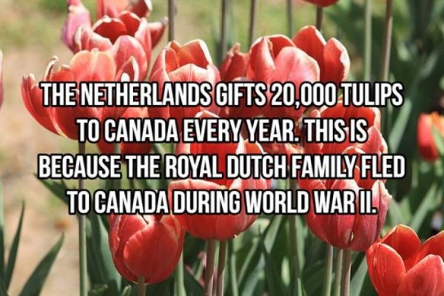 Random Facts (25 pics)