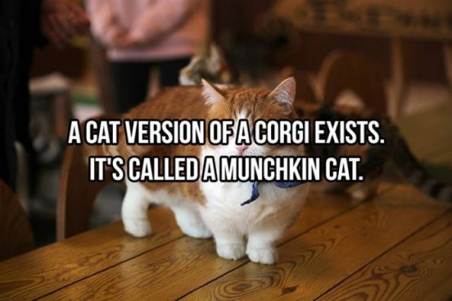 Random Facts (25 pics)
