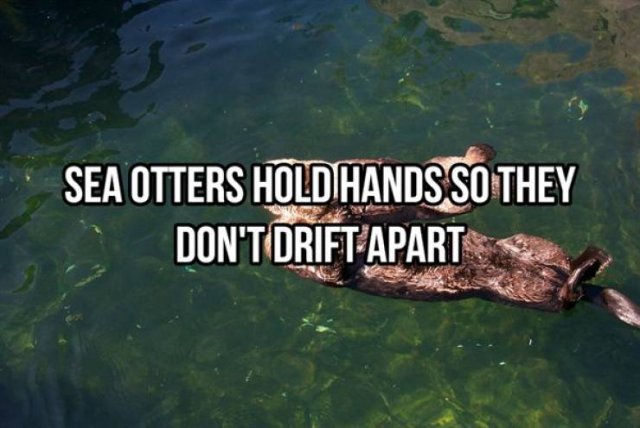 Random Facts (25 pics)