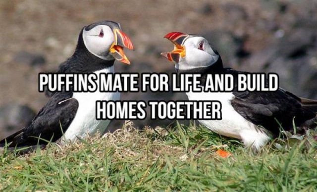 Random Facts (25 pics)