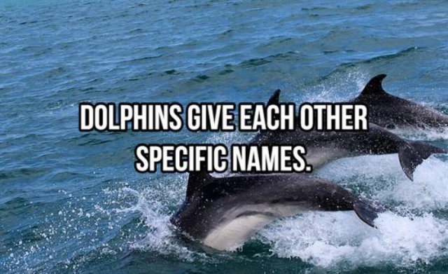Random Facts (25 pics)