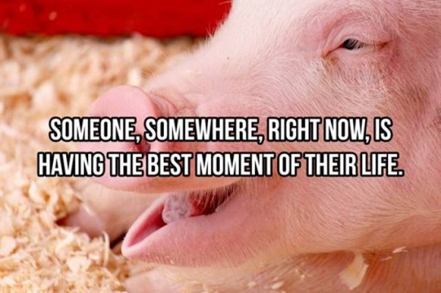 Random Facts (25 pics)