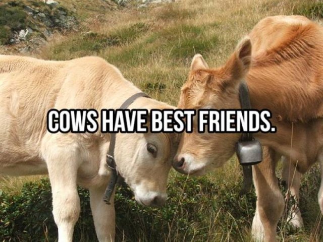 Random Facts (25 pics)