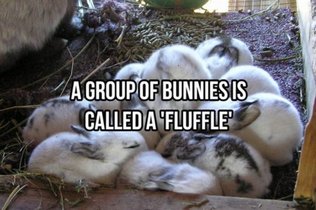Random Facts (25 pics)