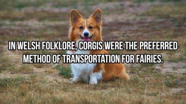 Random Facts (25 pics)