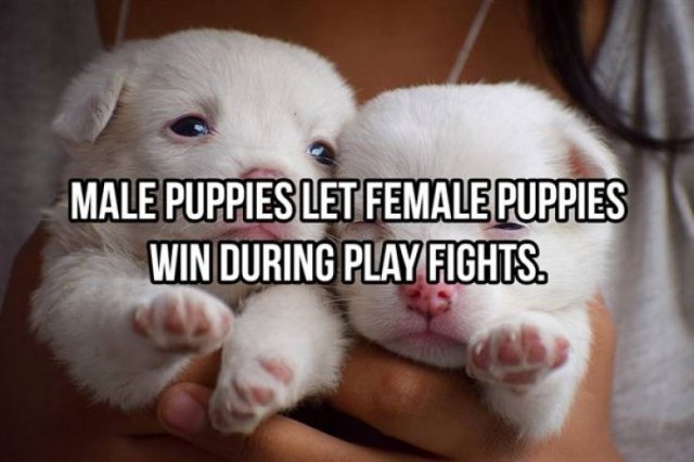 Random Facts (25 pics)