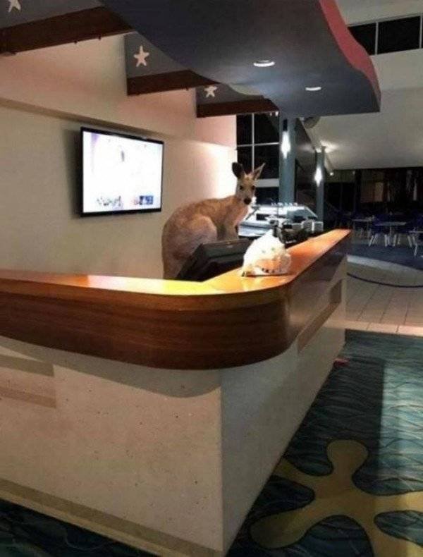 Crazy Australia (35 pics)