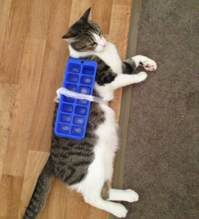 Crazy Australia (35 pics)