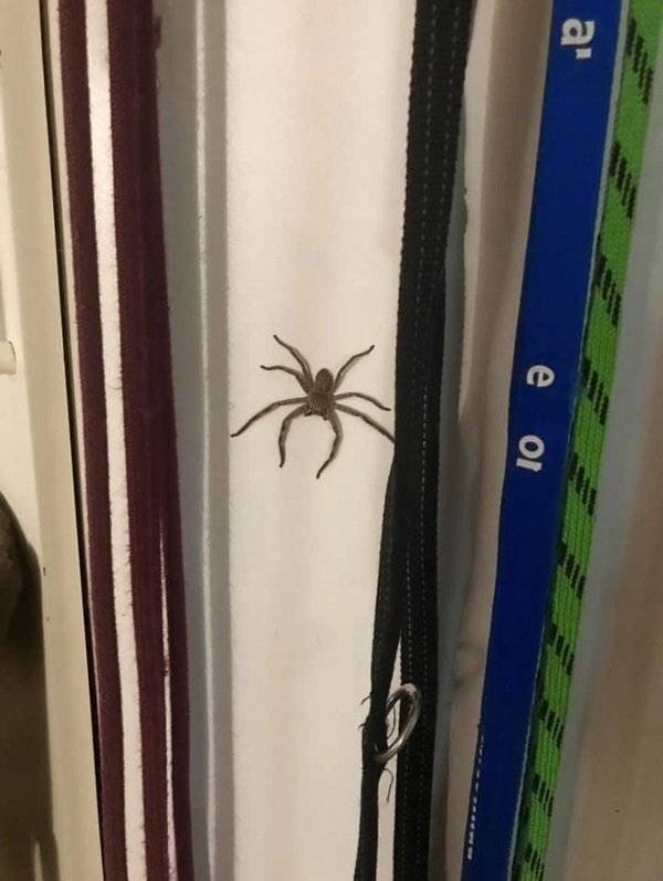 Crazy Australia (35 pics)