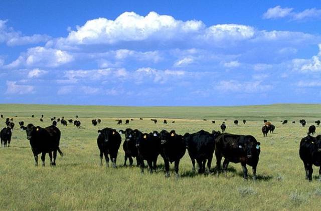 Unusual Facts About USA (45 pics)