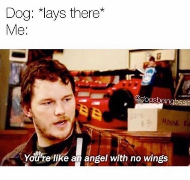 Memes With Dogs (24 pics)