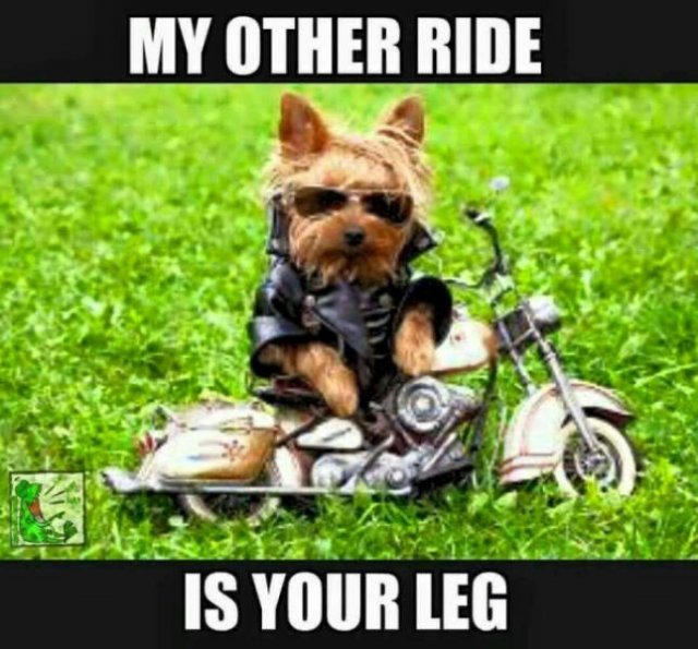 Memes With Dogs (24 pics)