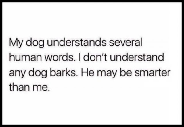 Memes With Dogs (24 pics)