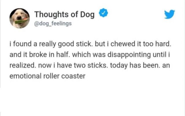 Memes With Dogs (24 pics)