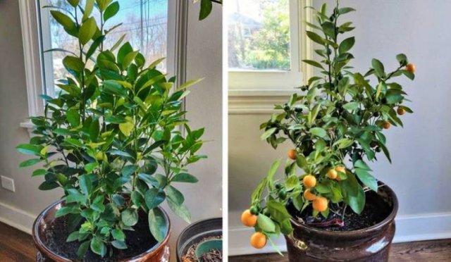 Radical Changes (19 pics)