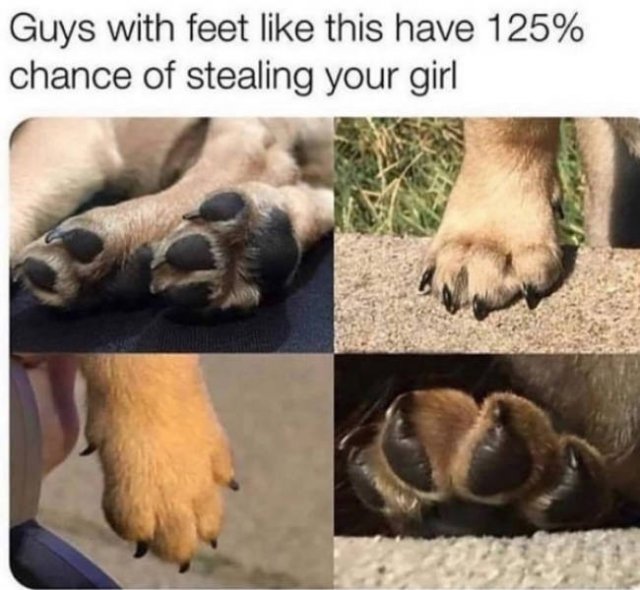 Memes With Dogs (24 pics)