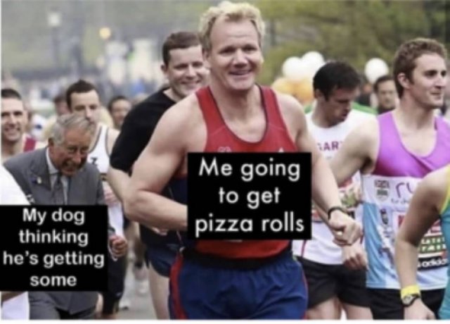 Memes With Dogs (24 pics)