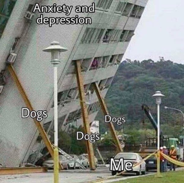 Memes With Dogs (24 pics)