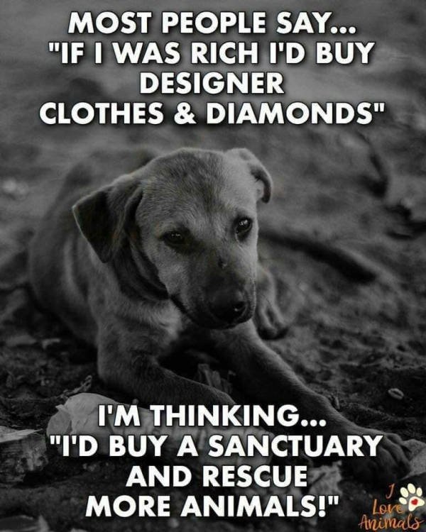 Memes With Dogs (24 pics)