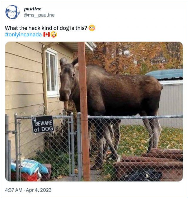 Jokes About Canada (19 pics) Jokes About Canada (19 pics)