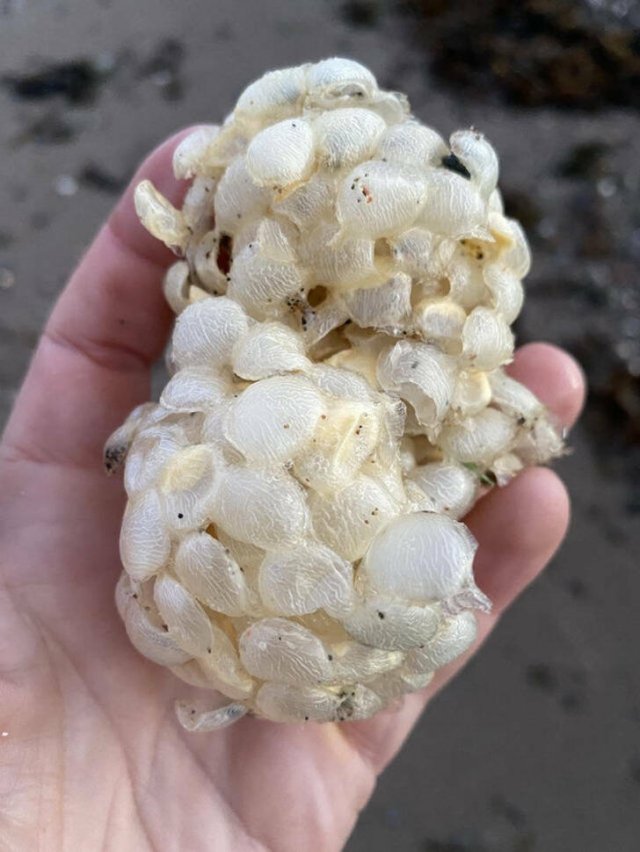 What Are These Things? (29 pics)