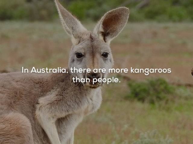 Creepy Facts (29 pics) Creepy Facts (29 pics)