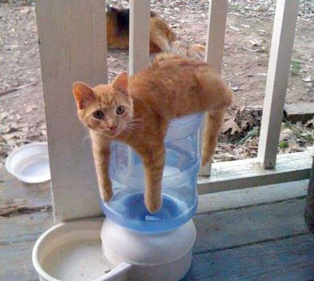 What Is Going On Here? (45 pics)