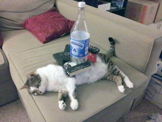 What Is Going On Here? (45 pics)