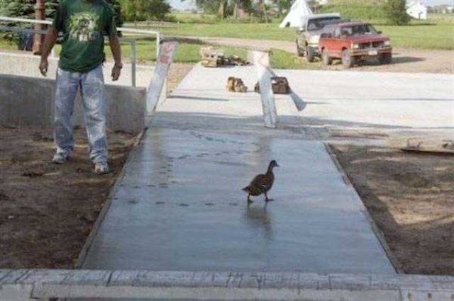What Is Going On Here? (45 pics)