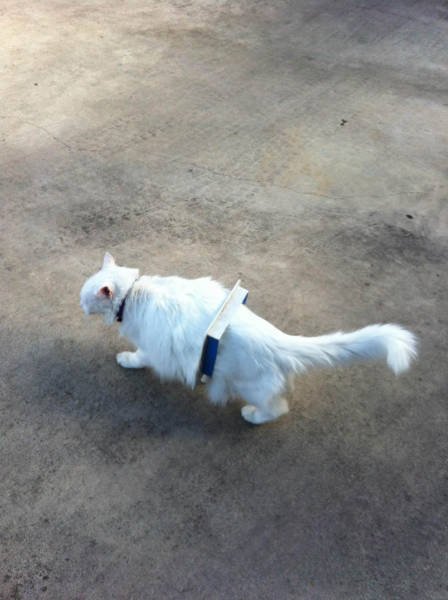 What Is Going On Here? (45 pics)