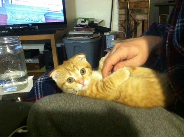 Funny Animals (43 pics)