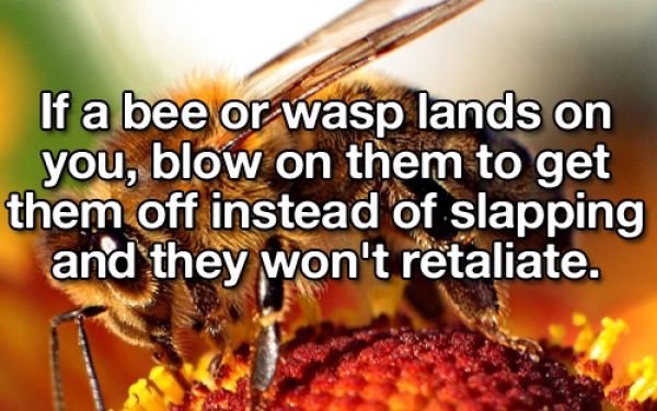 Useful Lifehacks (25 pics)